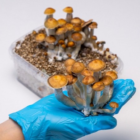 Kit Coltivazione Funghi Mazatapec | Economico e di qualità 👌