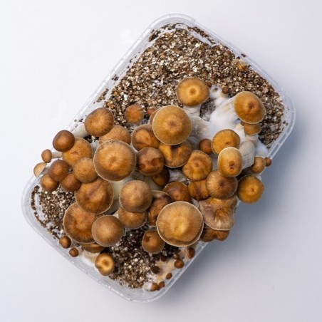 Kit Coltivazione Funghi Mazatapec | Economico e di qualità 👌