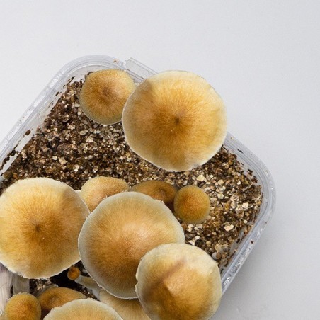 Thai Mushroom patch kit - GB