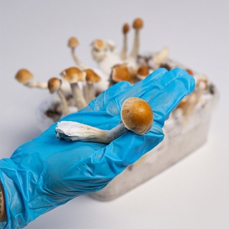 Kit de Culture Champignon Amazonian de Qualité ✅