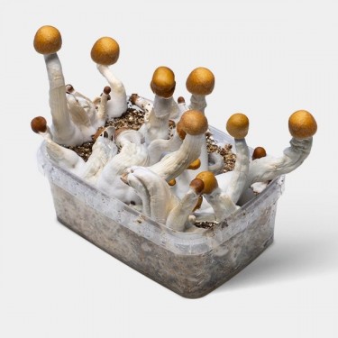 Golden Teacher Mushroom Grow Kit | Grow Your Own Mushrooms 🚀