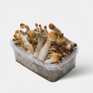 Mexican Magic Mushroom