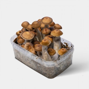 Kit Coltivazione Funghi Mazatapec | Economico e di qualità 👌