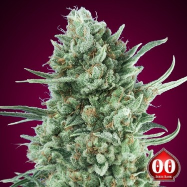 Auto Bubble Gum XXL