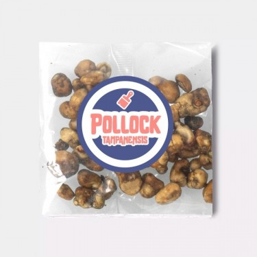 Trufas Tampanensis Pollock