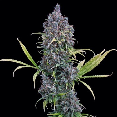 Durban Thai x C99