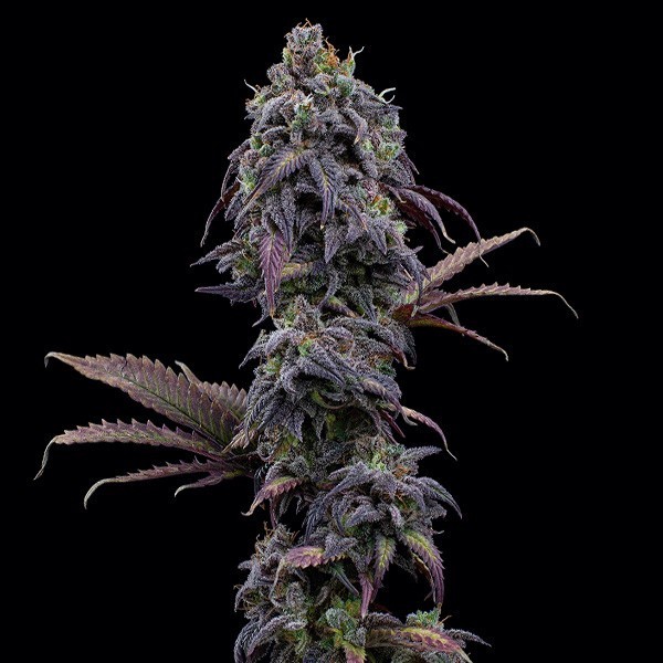Princesa Haze XX por Irmãos Grimm - GB A Marca Verde