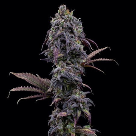 Princess Haze XX Princess Haze XX
