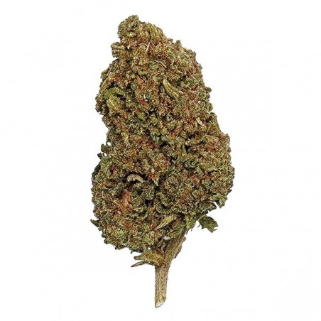Flores de CBD The Family FO' REAL flor