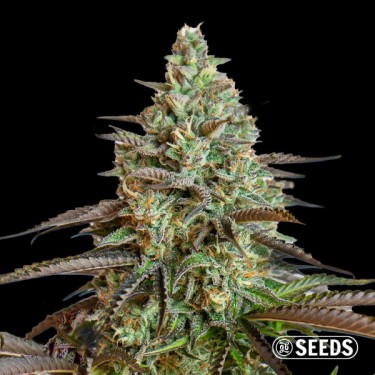 Big Demon Auto autoflowering - Bulk seeds- GB