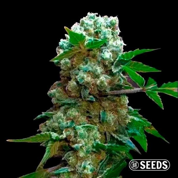 Ak 47 Auto 100% feminized in bulk - GB