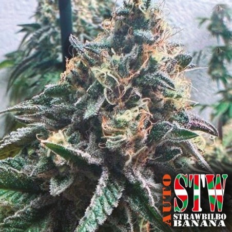 Strawbilbo Banana Auto Strawbilbo Banana Auto