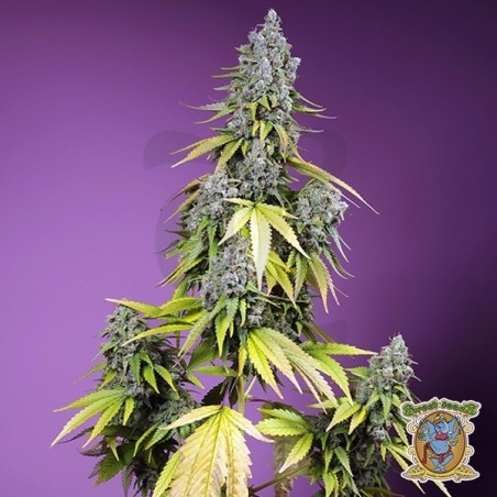 Jet Fuel Mandarine XL Auto Jet Fuel Mandarine XL Auto
