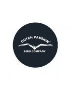 ≫ Comprar Semillas regulares Dutch Passion - Grow Barato