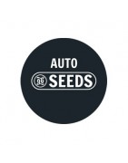 ≫ Comprar Semillas autos a granel - GrowBarato.net
