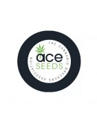 ≫ Comprar Semillas regulares ACE Seeds - GrowBarato.net