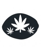 Comprar Semillas de Marihuana Baratas óéí 【 +3000 variedades 】