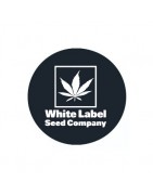 ≫ Comprar Semillas regulares White Label - GrowBarato.net