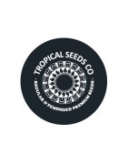 ≫ Comprar Semillas regulares Tropical Seeds - GrowBarato.net