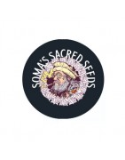 ≫ Comprar Semillas feminizadas Soma Seeds - GrowBarato.net