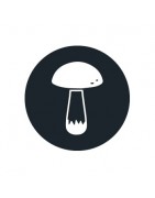 ≫ Comprar Setas Alucinógenas - GrowBarato.net