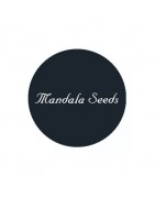 ≫ Comprar Semillas regulares Mandala Seeds - GrowBarato.net