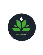 ≫ Comprar Semillas autoflorecientes Female Seeds - GrowBarato.net