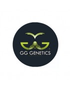 ≫ Comprar Semillas feminizadas GG Genetics - GrowBarato.net