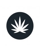 Comprar semillas sativas al mejor precio - Growbarato