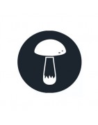 Setas Mágicas ➤ Comprar Setas Alucinógenas【 psilocybe 】